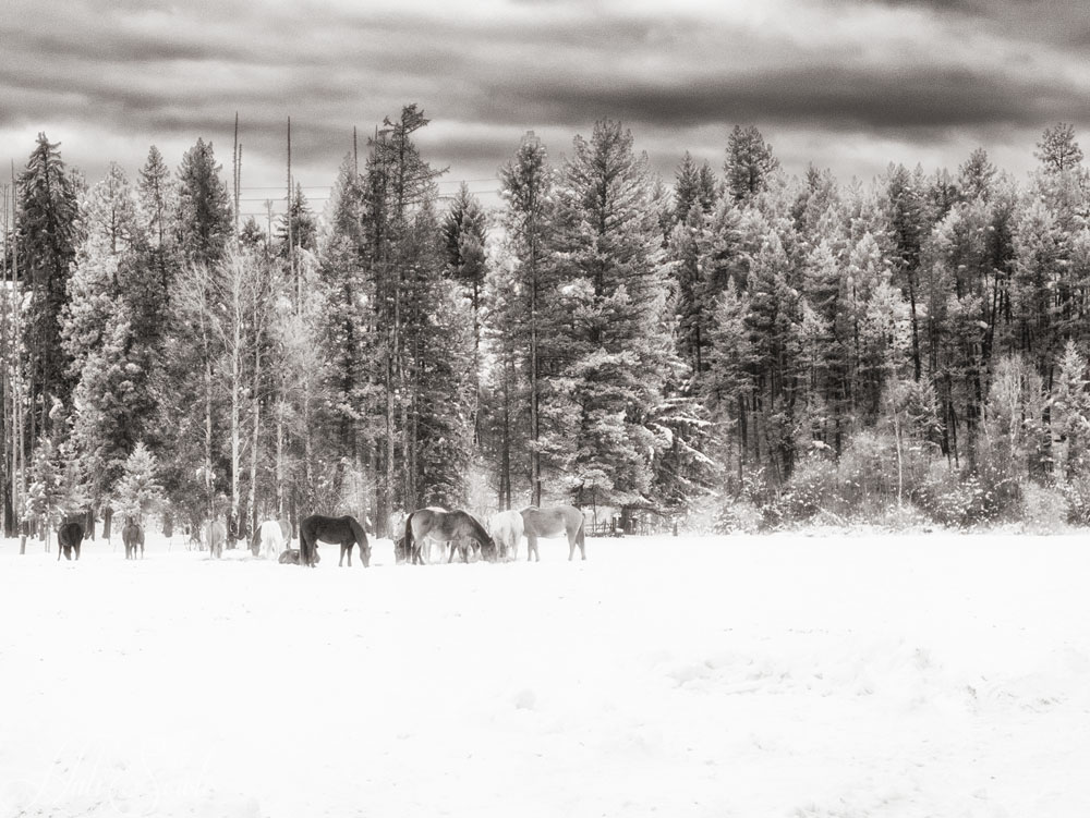 2016_01_10_Montana-10800-Edit1000.jpg - Winter foraging.  A group of the working horses and mules enjoying some hay in the snow.  Infrared.
