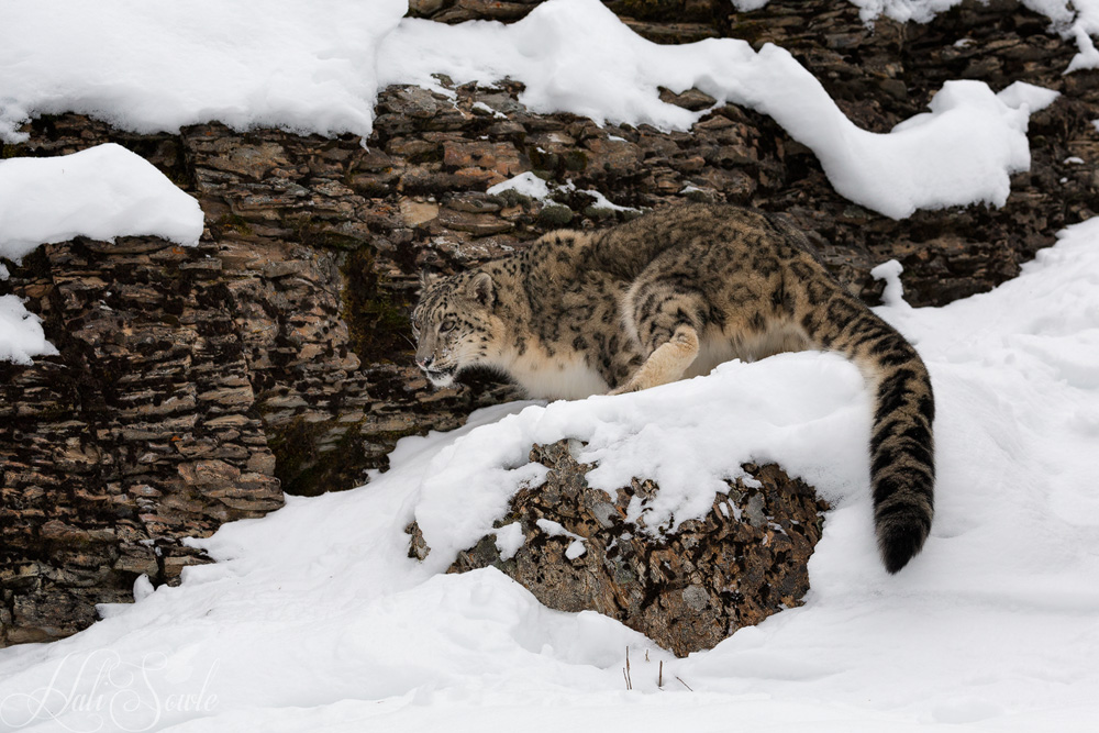 2016_01_10_Montana-10896-Edit1000.jpg - Araya the Snow Lepoard.  Snow leopards are native to the mountains of Central and South Asia.  They are listed as an endangered species.   The global population is estimated at 4000-6600 adults with less than 2500 individuals of reproductive status in the wild.