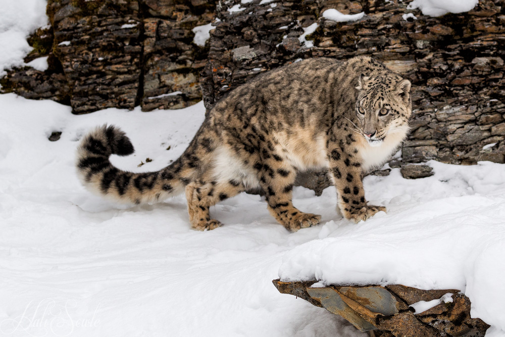2016_01_10_Montana-10911-Edit1000.jpg - The snow leopard is the National Heritage Animal of both Pakistan and Afghanistan where they inhabit alpine and sub alpine zones from 9,800-14,800 ft.