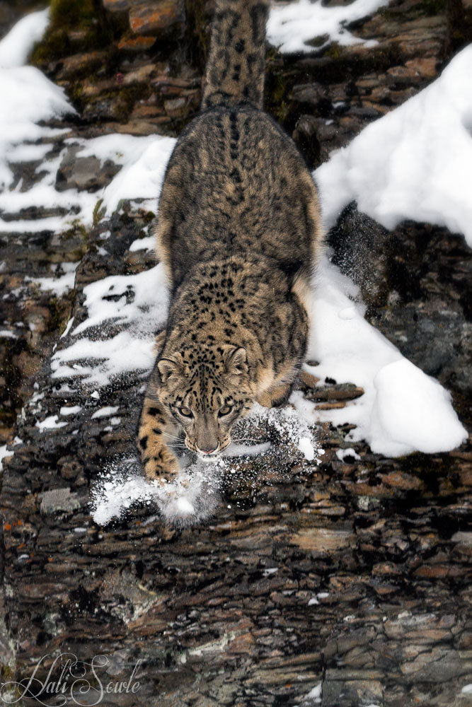 2016_01_10_Montana-10931-Edit1000.jpg - Snow leopards are very well adapted for living in the cold mountains they inhabit.  Their stocky bodies, their thick fur and their ears are small and round which minimize the loss of heat into their environment.  They have wide paws with fur on the bottom to help with gripping steep and unstable surfaces.  This fur also helps prevent heat loss onto the snow they walk on.