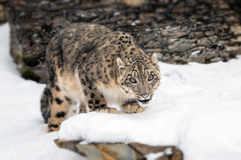 2016_01_10_Montana-10965-Edit1000.jpg - Snow leopaards fur varies from smoky gray to yellow tan with whitish underparts.  They have dark grey to black rosettes on their bodies, and smaller spots of the same color on their heads, but larger spots on their legs and tails.