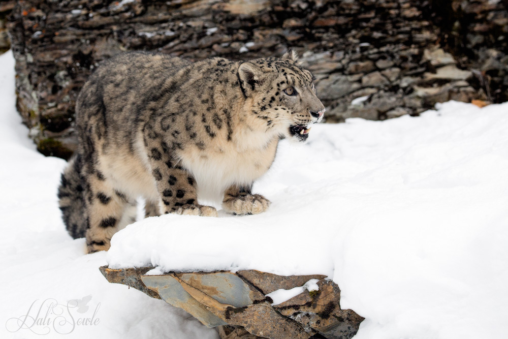 2016_01_10_Montana-10970-Edit1000.jpg - Snow leopards cannot roar.  They hiss, chuff, mew, growl and wail but due to the shape of their larynx they can not roar.