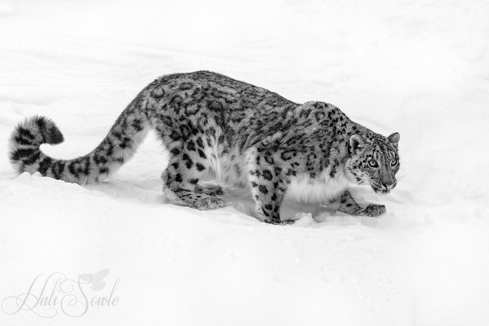 2016_01_10_Montana-11071-Edit1000-SEP.jpg - Snow leopards are slightly smaller than many of the other big cats weighing between 60 and 120 lbs.  Their body is shorter than most other big cats as well, generally measuring from the head to the base of the tail only 30-60 inches, but their tail is long it can be up to 40 inches.  They are also short legged, standing only 24 inches at the shoulder