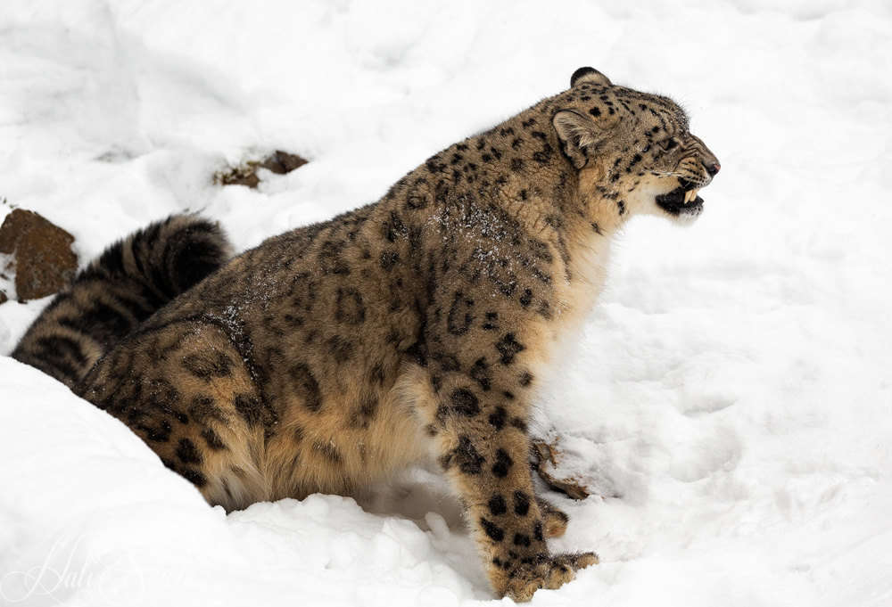 2016_01_10_Montana-11206-Edit1000.jpg - Snow leopards can kill animals up to four times their on weight including Himalayn tahr, horse and camel, but will more readily hunt hares and birds.  Unusual among big cats they also eat significant amounts of vegetation to supplement their diets.