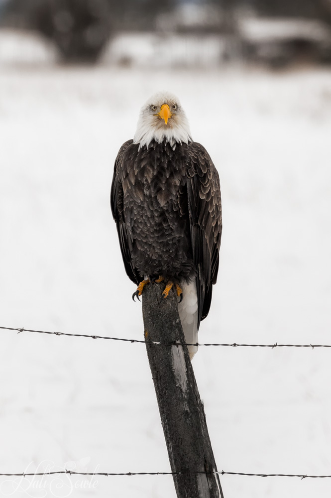 2016_01_10_Montana-11288-Edit1000.jpg - We saw a few bald eagles on our way to the shoots.  We were able to find a pull over on this one road that let us take some pictures of this eagle.  Bald eagles range throughout every state in the continuous 48 states, Alaska, Canada and northern Mexico.  It is no longer on the endangered species list as of 2007.  Bald eagle nests are huge, the largest recorded nest was 10 feet wide and 20 feet deep.