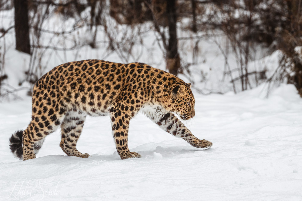 2016_01_11_Montana-10092-Edit1000.jpg - The Amur leopard is also known as the Far East leopard, the Manchurian leopard or the Korean leopard.  They are a different subspecies than the snow leopard.  They are incredible runners, sprinting up to 37 miles per hour and leaping up to 19 feet horizontally and 10 feet vertically.   Like many leopards, Amur leopards are crepuscular - active mostly during sunset and in early mornings -- when they hunt for roe and sika deer, wapiti, moose and wild pig.  They have been also been known to take down Eurasian black bears less than 2 years old.  They have long limbs which helps them walk through the deep snow of their home habitats.