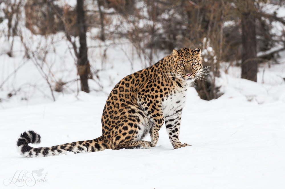2016_01_11_Montana-10102-Edit1000a.jpg - Their beautiful fur, with it's dark thick unbroken rings have been prime targets for poachers.   Between poaching and habitat loss it is estimated that only 60 Amur leopards remain in the wild (NYT article 05/05/2016)  They are considered critically endangered. This population has actually rebounded slightly from a low of 19-26 adults in 2007 (WWF website).  This small but significant rise is due to anti-poaching efforts in China and Russia, as well efforts to preserve their range and restore the populations of their prey species, which have also been decimated by poaching.   It is hoped that by educating villagers that live around the territories of the Amur and offering them compensation greater than that of the poachers that they will be able to help the Amur leopards survive and increase in population.