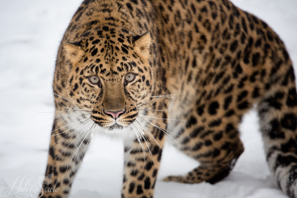 2016_01_11_Montana-10237-Edit1000.jpg - The Amur leopard used to roam throughout northeastern China, southeastern Russia and throughout the Korean Peninsula.  Today the biggest population is found in a small area in Russia along the Russian-Chinese border -- an area less than 1,900 square miles.  Smaller numbers of Amurs have been found in adjacent China.  The last known Amur leopard in South Korea was in 1969, when one was captured.