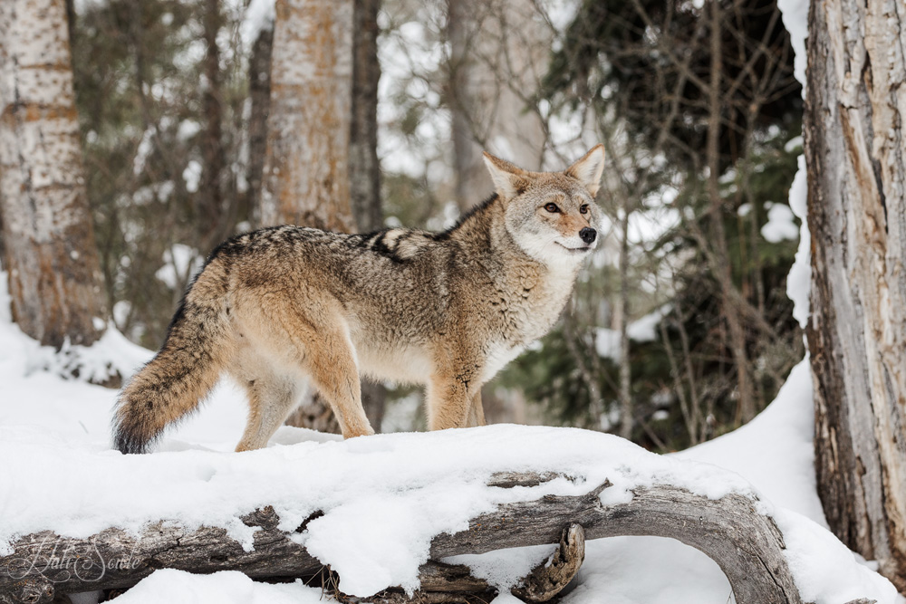 2016_01_11_Montana-10564-Edit1000.jpg - Coyote on the ridge.
