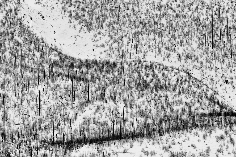 2016_01_11_Montana-10844-Edit1000.jpg - The winter landscape along the North Fork Road also provided us with some beautiful abstracts with the snow blanketing the burned out areas of hillside.  I'm not sure how long ago the wildfire that ravaged this area was but there was a moderate amount of re-growth that could be seen.