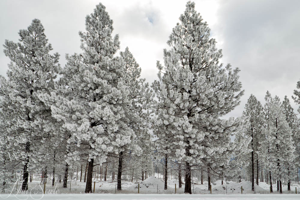 2016_01_12_Montana-10011-Edit1000.jpg - When we got down past the southern end of Flathead lake we encountered all of these trees covered in hoarfrost.  It was incredibly beautiful.