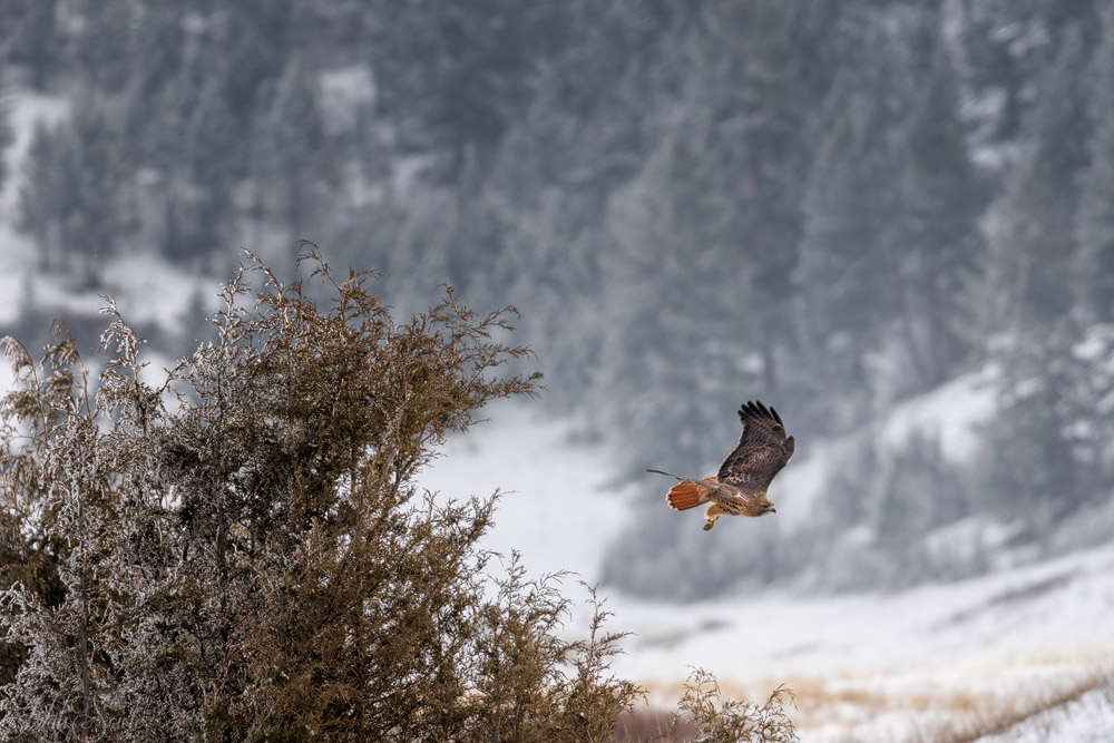 2016_01_12_Montana-10417-Edit1000.jpg - Western Red Tailed Hawk, National Bison Range.