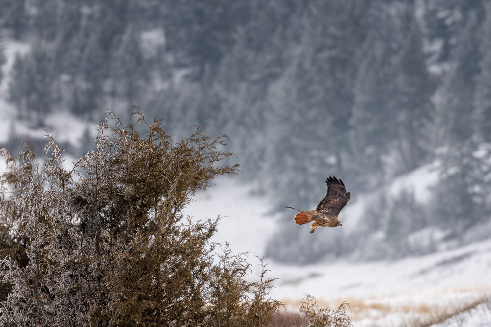 2016_01_12_Montana-10417-Edit1000.jpg - Western Red Tailed Hawk, National Bison Range.