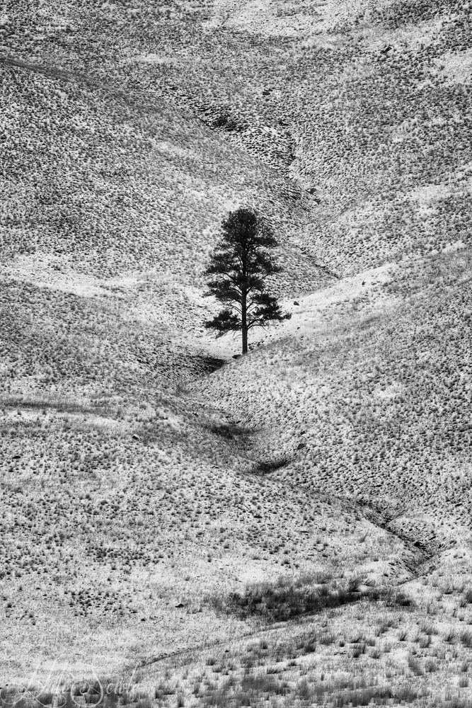 2016_01_13_Montana-10240-Edit1000_SEP2.jpg - Another winter scenic of a lone tree in a gully between two hills.