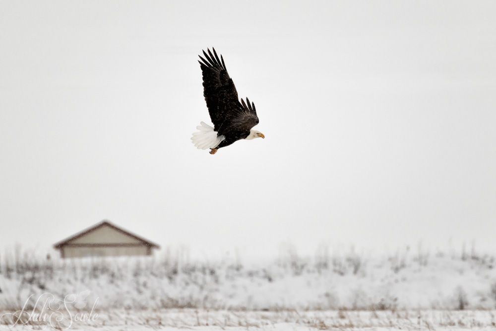 2016_01_14_Montana-10006-Edit1000.jpg - Bald Eagle flying over some farmland outside of Kalispell.