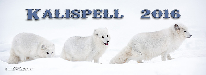 Intro.jpg - Over the years we had heard a little (here and there) about a place near Glacier National Park that hosted captive wildlife photography sessions. &nbsp;After hearing about it enough, Hali looked into it more closely and found the idea to be very appealing. &nbsp;So we booked a session in early January (2016) to find out what it was all about.  We didn't really know what to expect, but the trip and the experience were truly wonderful. &nbsp;First of all we'd like to acknowledge that there is some debate amongst wildlife enthusiasts regarding places like the Triple D. &nbsp;From everything that we saw, these animals could not possibly have a better life. &nbsp;It was extremely apparent that all of the animals are treated with such personal loving care and respect -- we could not help but to be impressed. &nbsp;The handlers and trainers were fantastic and clearly had caring relationships with the animals under their care. &nbsp;The whole operation is really well run, but we give extra kudos to the head trainer (Heather) for allowing us to all get some fantastic photographic opportunities.  Over the span of 3 1/2 days we had sessions with a Tiger (Hershey), a Mountain Lion (Jaxson), a Bobcat (Louie), 3 Arctic Fox (Emma, Bill, and Jane), 2 Red Fox (Singer and Baron), 2 Wolves (CK and Gracie), a Canada Lynx (Simba), a Snow Leopard (Araya), 2 juvenile Bobcats (Frankie and Travie), 2 Coyotes (Stella and Bailey), 2 more Wolves (Lakota and Big John), and an Amur Leopard (Kupalo). &nbsp;We really enjoyed our experience at the Triple D, and we hope you enjoy our photos as much as we enjoyed taking them.  We had never been to area around Glacier National Park in the winter, so we thought we would extend the trip to a full week and drive around a bit after our time with the Triple D. &nbsp;We drove up near Glacier National Park, down to the National Bison Range, and then over to Nine Pipes National Wildlife Refuge. &nbsp;The weather was wintry, but not as bad as it could have been. &nbsp;It snowed a little here and there, but it was not windy and we had no stormy weather until our last day. &nbsp;We were well prepared for extended outdoor time, but it was still brrrisk!  We had a great time, and really enjoyed the new experience of shooting at the Triple D. &nbsp;We look forward to our next trip there!  Happy Trails, Mike & Hali