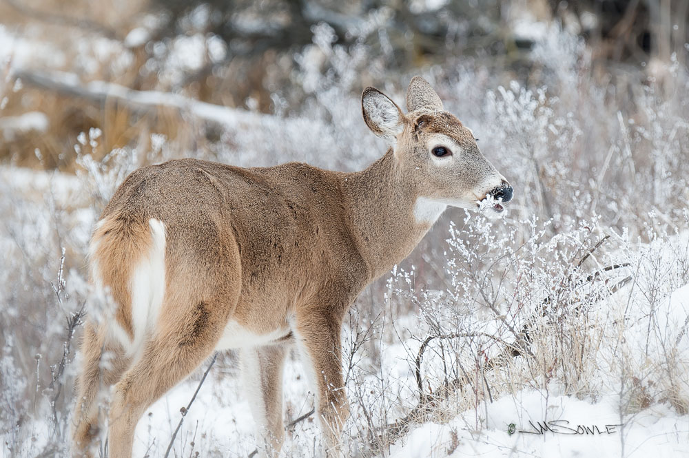 _JIM0323.jpg - We really didn't see much at the National Bison Range, but we did see several small groups of foraging deer.