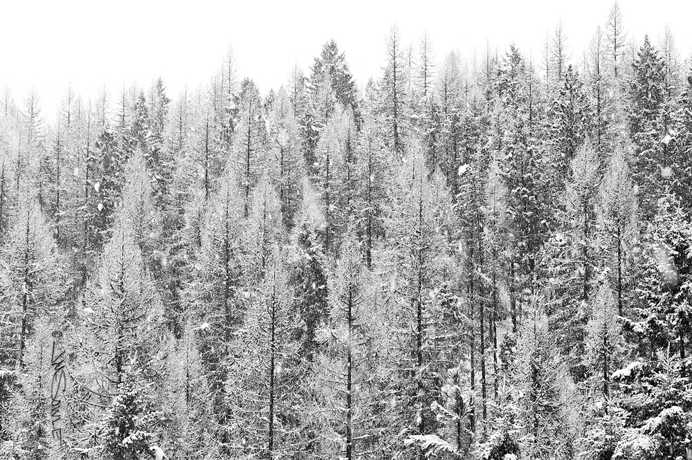 _JIM0541.jpg - Just some snow covered trees along Tally Lake Road.