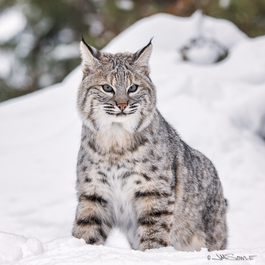 _JMS0819T2.jpg - This wonderful Bobcat is named "Louie".