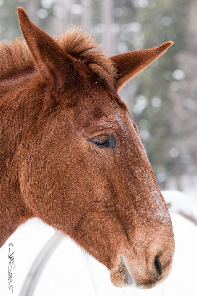 _JMS1165.jpg - The owners of the Triple D Game Farm were gracious enough to let us wander about their farm with our cameras, and here is one of the many mules we saw during our walk.