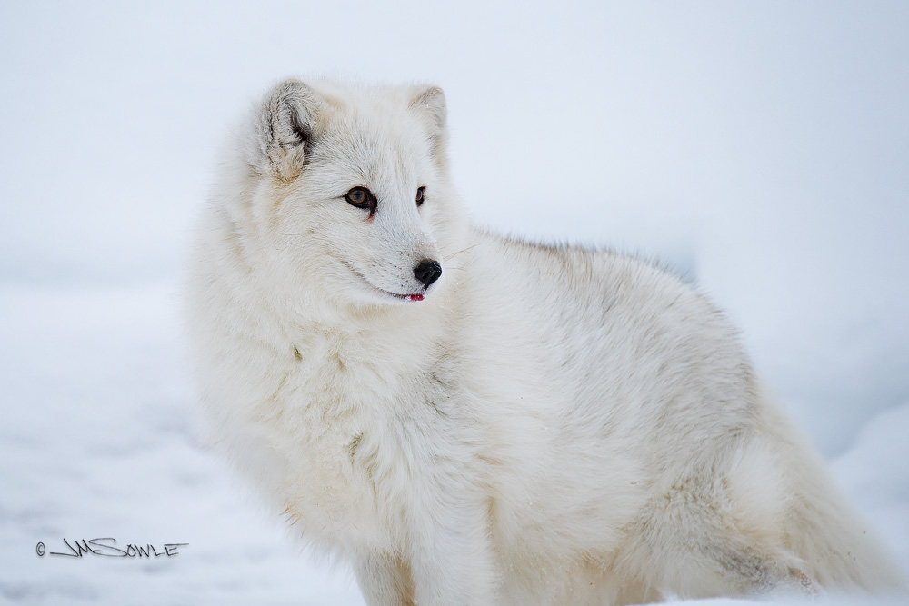 _JMS1215.jpg - Arctic Fox
