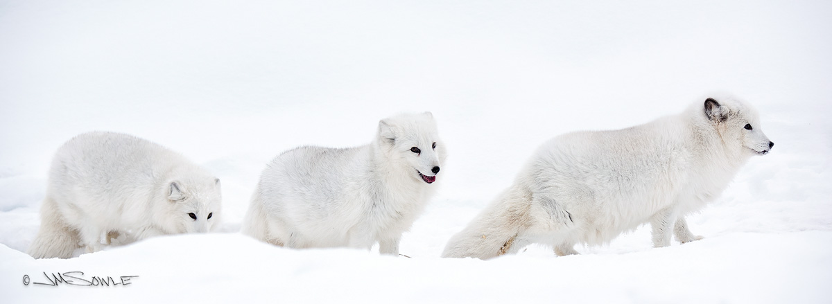 _JMS1316W.jpg - I managed to get one image of all three fox (almost) in a row.