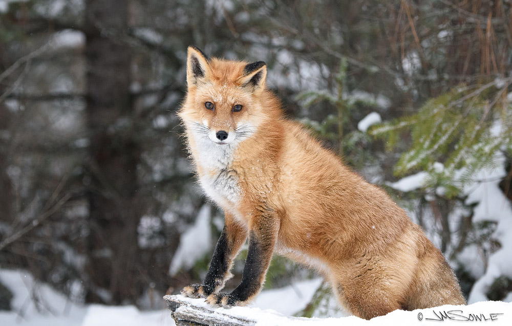 _JMS2185.jpg - A different Red Fox striking a pose for us.