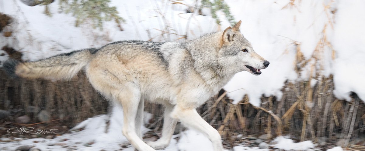 _JMS2262L.jpg - I think the name of this wolf is "CK", shown here going for a little run next to a small partially frozen pond.