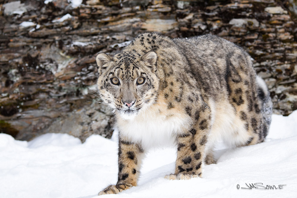 _JMS2792.jpg - Snow Leopard