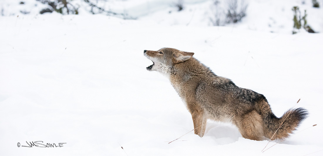 _JMS3066.jpg - Coyote howling.