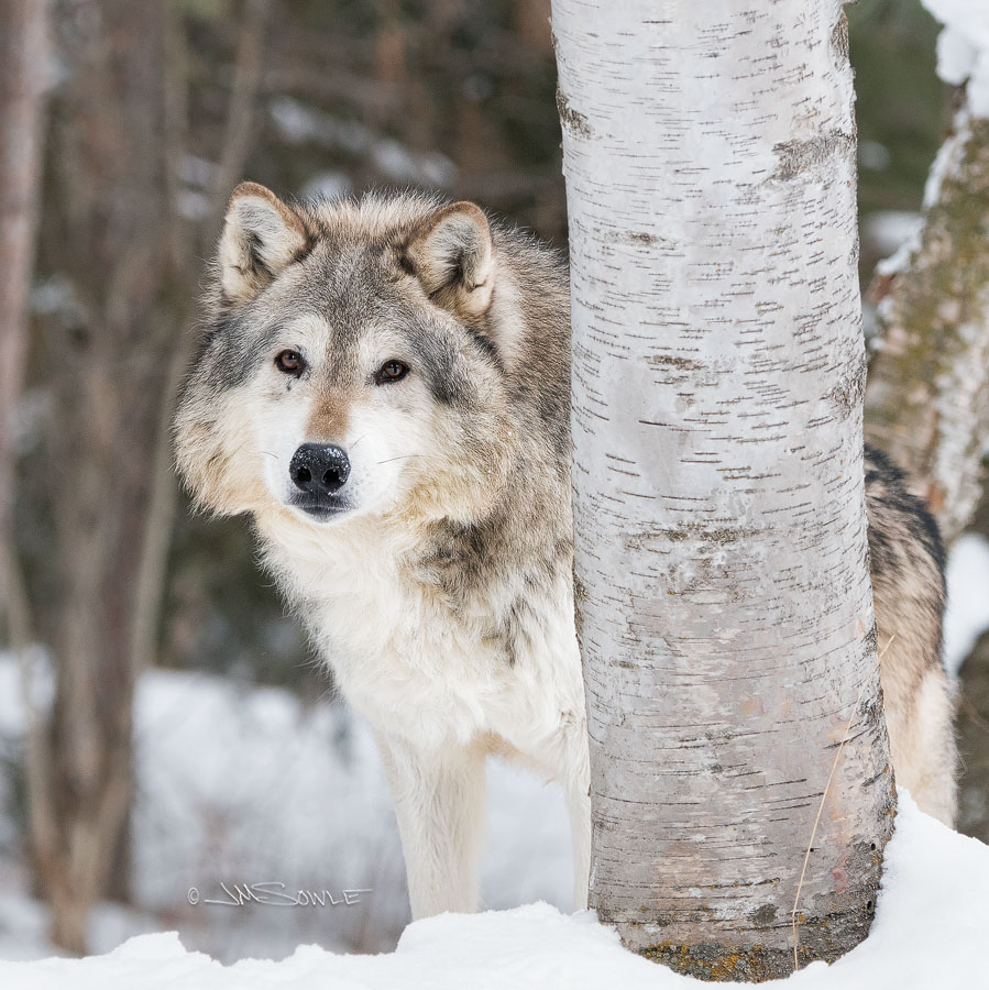 _JMS3179.jpg - Meet Lakota.