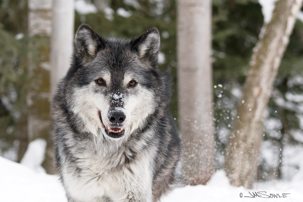 _JMS3428.jpg - And this wolf is Big John.