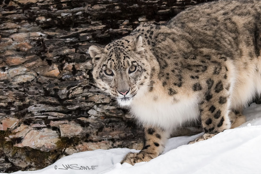 _JMS3611.jpg - Snow leopards prefer to ambush prey from above, using broken terrain to conceal their approach. They will actively pursue prey down steep mountainsides, using the momentum of their initial leap to chase animals for up to 300 m (980 ft). (from Wikipedia)