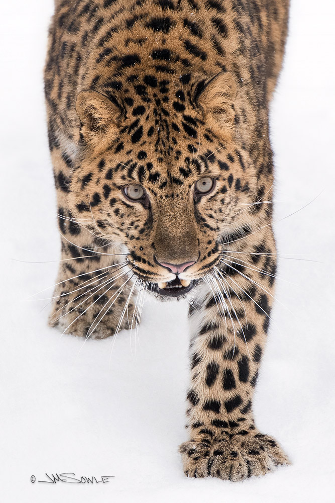 _JMS4015LC_BE2.jpg - Hello, my name is Kupalo!