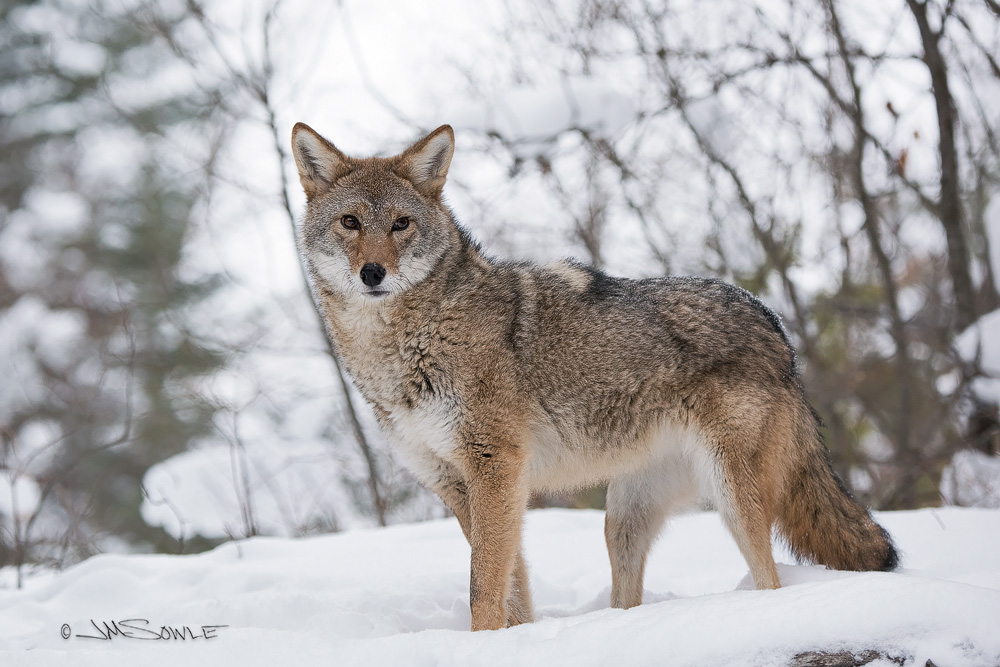 _JMS4298.jpg - More shots of Bailey, the Coyote.