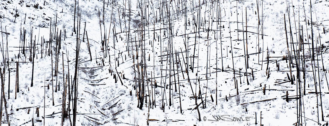 _JMS4495C2.jpg - Trees.  Trees and snow.  But arranged in an artful manner, don't you think?  North Fork Road near Glacier NP.