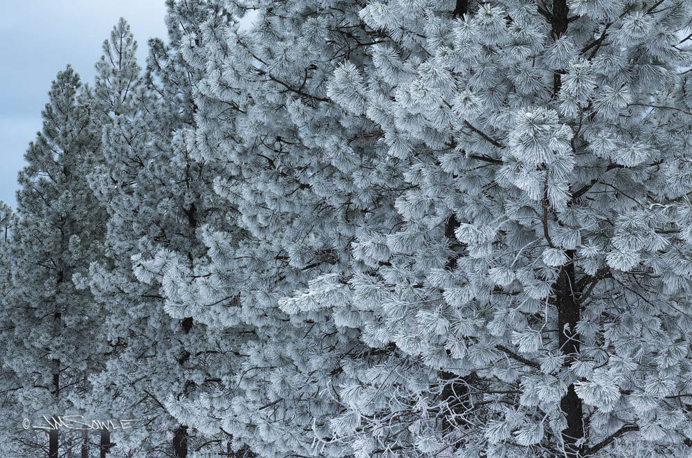 _JMS4567_HDR.jpg - More hoarfrost covered trees.