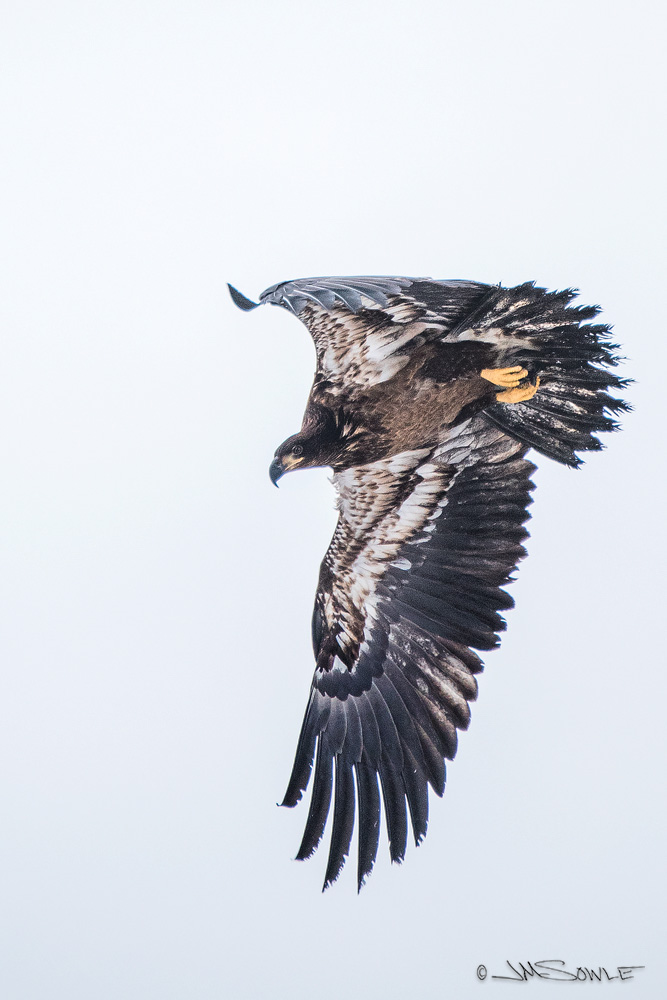 _JMS4605.jpg - A juvenile Bald Eagle (near Flathead Lake).