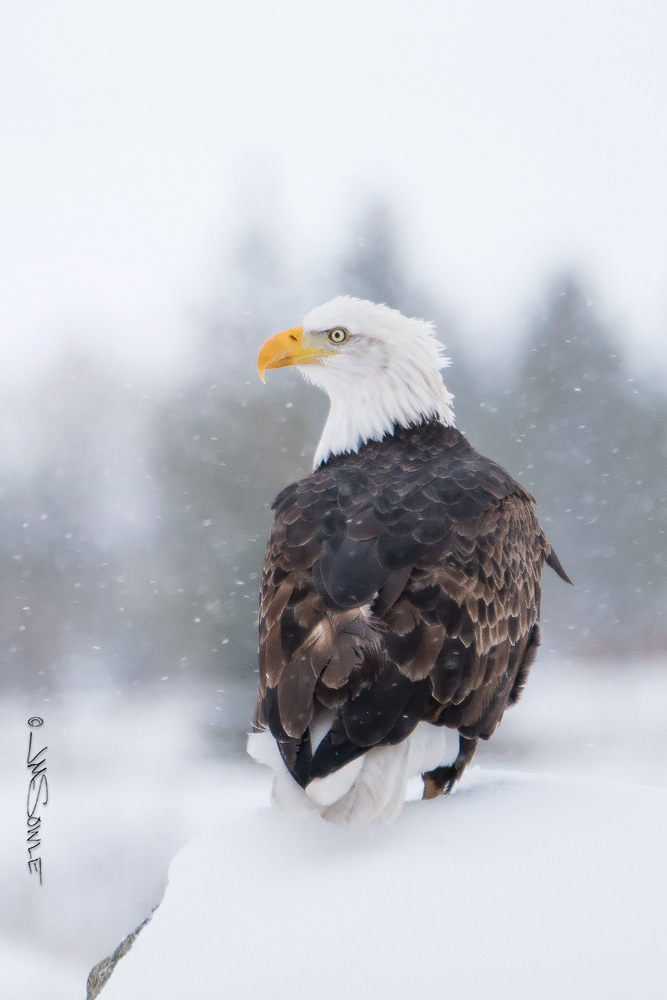 _JMS4633.jpg - Bald Eagle on Tally Lake Road (Whitefish).