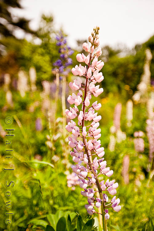 2009_06_27_Maine-93-Edit.jpg - Lupines were a little past peak, but still plentiful.