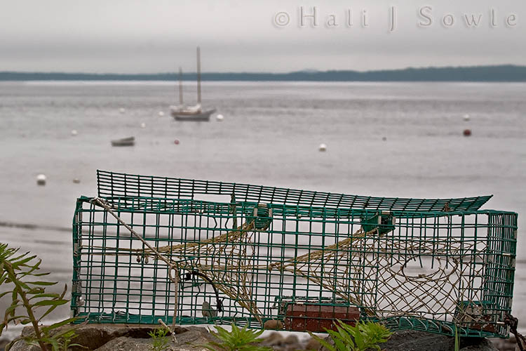2009_06_28_Maine-11-Edit-Edit-2.jpg - It's an unlikely place to catch lobsters but there were a few of these traps lined up on a rocky wall I think waiting for repairs.