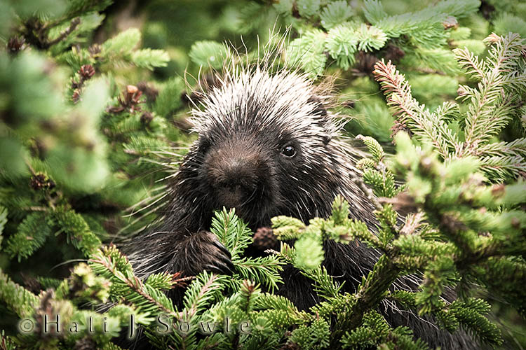 2009_06_28_Maine-174-Edit-Edit.jpg - A Porcupine having an early evening fir tree snack.