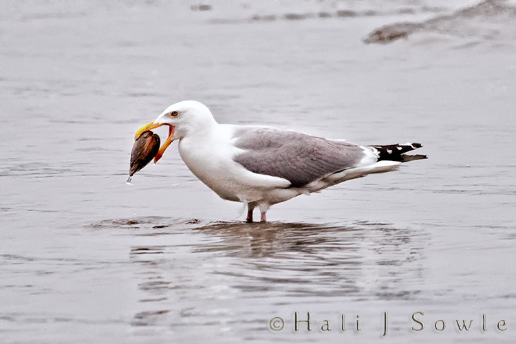 2009_06_28_Maine-23-Edit-2-Edit.jpg - A Herring Gull with a big catch!