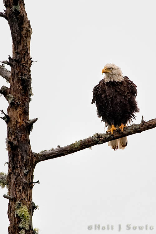 2009_06_29_Maine-272-2-Edit-Edit-2.jpg - Hali's shot of the same baldie.
