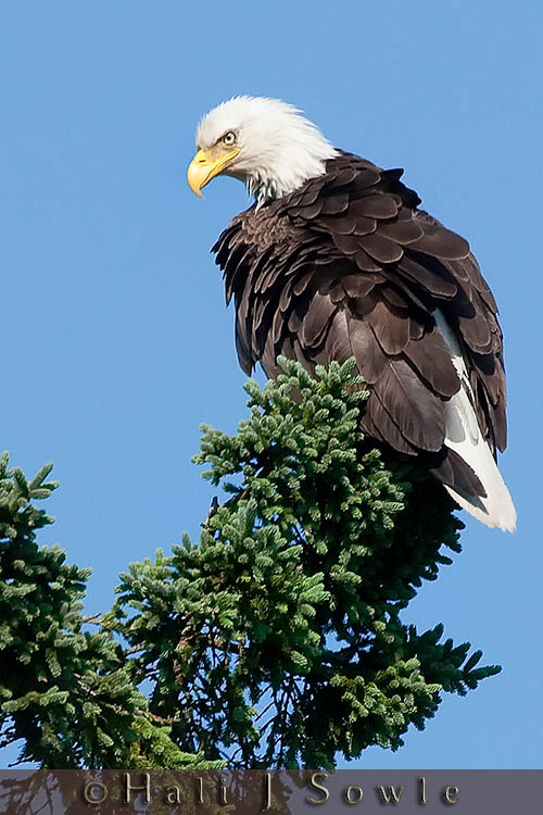 2009_06_30_Maine_-1042-Edit-Edit-2-Edit.jpg - Hali shot of the same baldie.