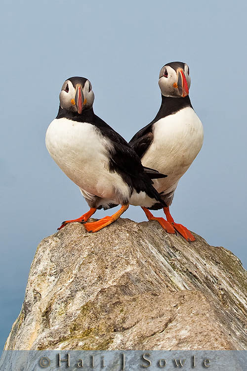 2009_06_30_Maine_-147-Edit-Edit.jpg - A pair of puffins on Machias Seal Island.