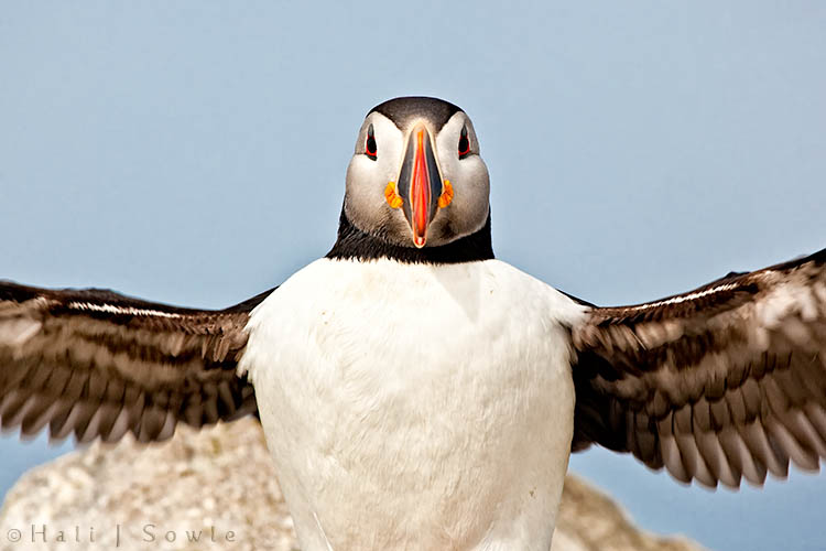 2009_06_30_Maine_-154-Edit-Edit-Edit.jpg - This little guy was being a bit of a show off, calling out and flapping his wings.