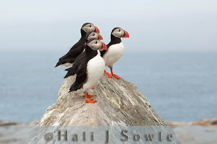 2009_06_30_Maine_-355-Edit-Edit-Edit.jpg - A quadruplet of puffins finding something interesting to stare at.