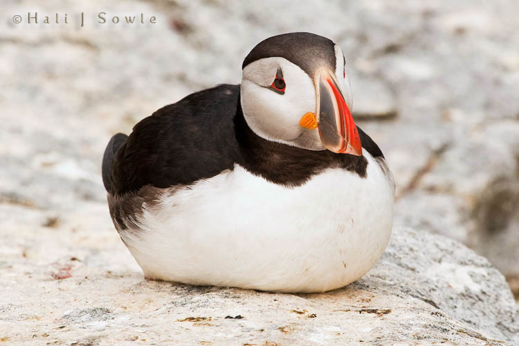 2009_06_30_Maine_-477-Edit-Edit.jpg - It's amazing how an animal with a beak and no muscles of facial expression can seem to have some.  To me this little guy or gal sitting on the rock just looked sad.
