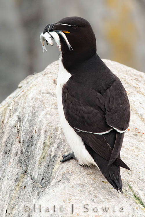 2009_06_30_Maine_-564-Edit-2.jpg - Razorbill with herrings.  There were many razorbills along with the puffins on the island and while we didn't see any puffins with herrings we did get a chance to see a few razorbills that flew in with them.